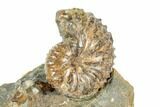 Two Fossil Ammonites (Sphenodiscus & Discoscaphites) - South Dakota #189356-1